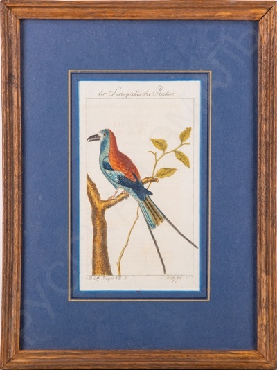 Неизвестный немецкий художник. Птица на ветке дерева. 1781 год.